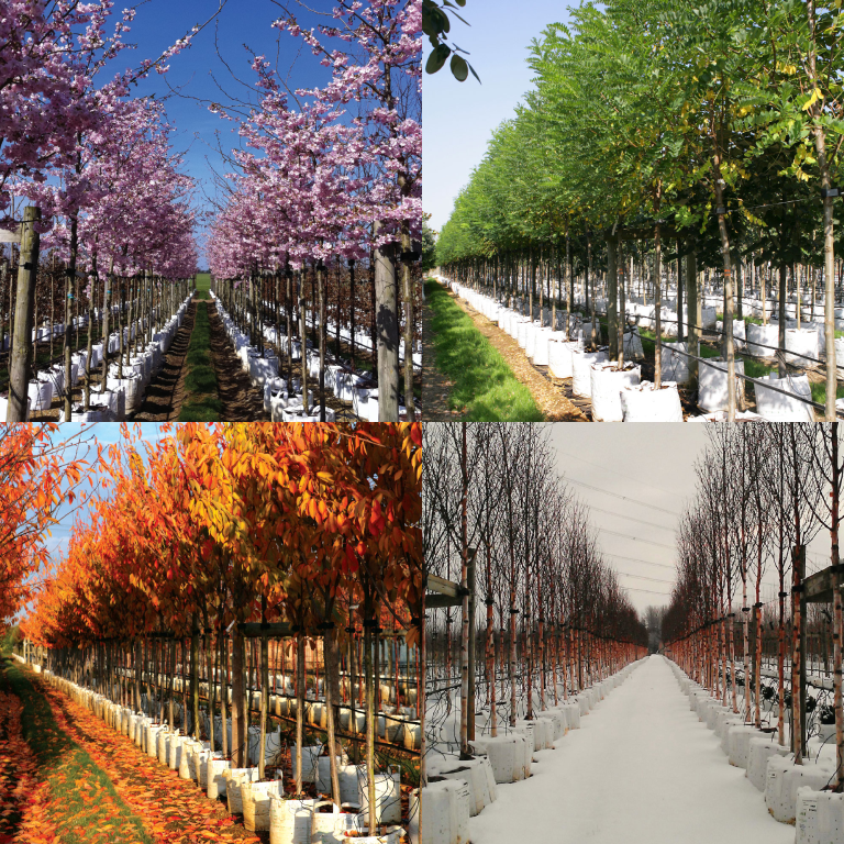 Trees in the Barcham nursery, from each season.